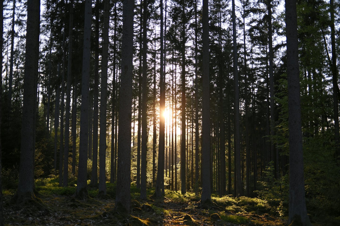 La luce del sole filtra attraverso una fitta chioma di alberi.