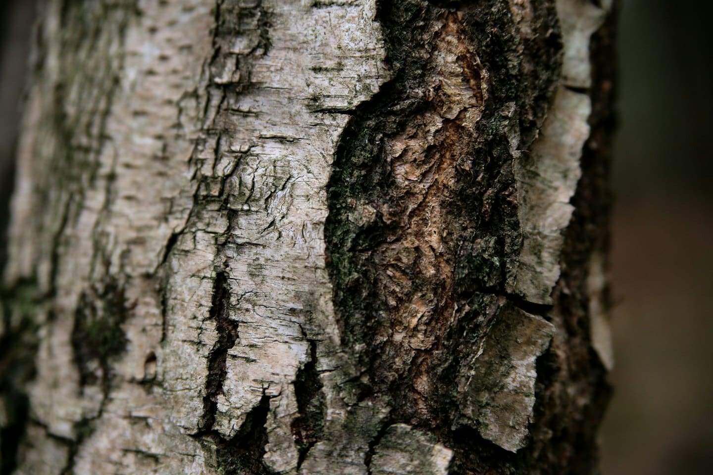 Corteccia d'albero ruvida e screziata, con motivi chiari e scuri.
