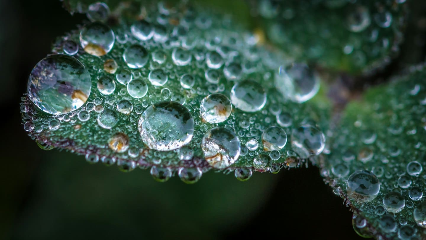 Gocce d'acqua limpida riposano su una foglia verde scuro.