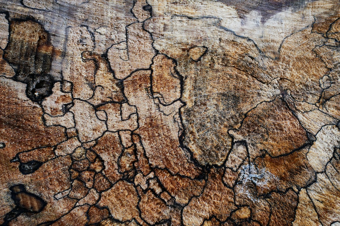 Linee nere intricate si intrecciano attraverso la venatura materica del legno spaltato.